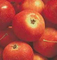 Trees are more likely to succumb to. Buy Fruit Trees From Grandpa S Orchard Nursery