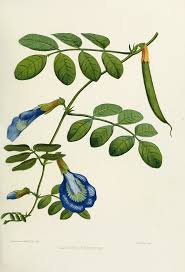 Image result for Clitoria ternatea