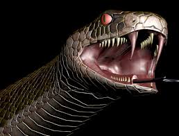 Image result for teeth in snakes