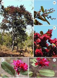 Image result for Monotes