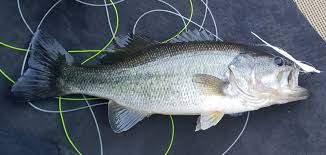 Trinidad offers arguably the best tarpon fishing in the world. Fly Fishing The Delta Part 3 Places To Fish By Headwaters Fly Shop Headwaters Kayak Shop