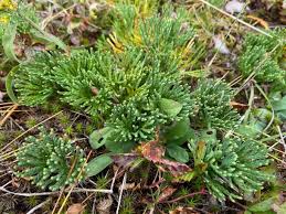 Image result for Tristachya nodiglumis