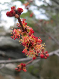 Dec 10, 2018 · oak trees are monoecious, which means each tree produces male and female flowers. Interesting Facts About Oak Trees Owlcation