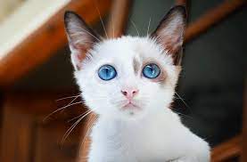 Ver más ideas sobre ojos azules, disenos de unas, ilustraciones de búho. Ojos Azules Cat Everything You Need To Know Siri Pet