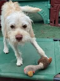 Ted 🐻 Is Two Today 🐾 Here's To My Ball Retriever, Cat Cuddler, Chicken  Lover, Duck Hunter, Furever Friend 🤎 ALLEN Sunnyside AKC LABS