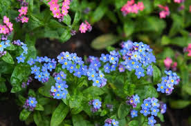 It also symbolizes faithful love and memories. 10 Different Types Of Forget Me Not Flowers Home Stratosphere