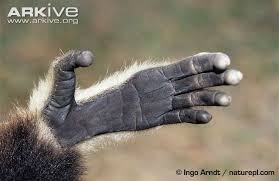 Image result for gibbon