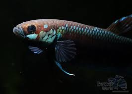 Betta Unimaculata
