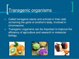 Trans = genic = organism = transgenic organisms are: Transgenic And Chimeric Organisms Gmo