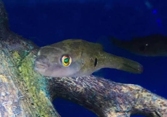 Fang's Puffer-Pao cochinchinensis