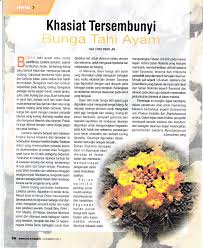 Kebiasaannya ia digunakan sebagai tanaman hiasan untuk tujuan perlandskapan. Pdf Herba Khasiat Tersembunyi Bunga Tahi Ayam