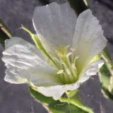Image result for Monsonia senegalensis