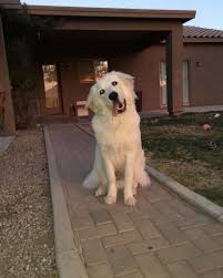 Great pyrenees german shepherd mixes inherit their majestic appearance from their great pyrenees ancestors. German Shepherd Great Pyrenees Mix Facts