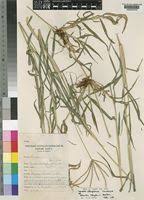 Image result for Cynodon nlemfuensis