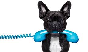 They also provide information about preventive care, pet insurance programs, and note: 5 Phone Numbers Every Dog Owner Should Have Handy The Dogington Post
