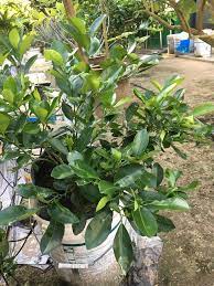 Air atau jus limau ais antara minuman yang menjadi cara tanam pokok cili padi dalam pasu, polybag & atas tanah. Cara Biak Pelbagai Jenis Pokok Limau Paling Mudah Impiana