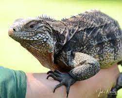 Roxie My Cuban Rock Iguana Is Such A Model Reptiles Iguana Reptiles Lizard