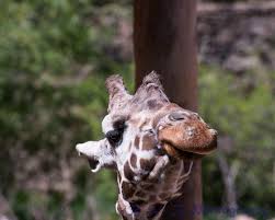 Cheyenne Mnt Zoo 4 30 12 Zoo Giraffe Zoo Pictures Zoo