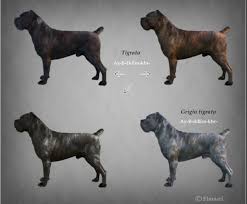 Tigrato Brindle Cane Corso Italian Mastiff Cane Corso