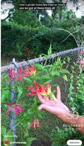 Image result for Gloriosa sessiliflora