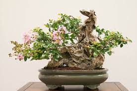 The crape myrtle flowers at the ends of its shoots, so one must take care with pruning if flowering is desired. Crape Myrtle Bonsai 50 Years Lagerstroemia Commonly Known As Crape Myrtle Or Crepe Myrtle It Is Chiefly Known For T Indoor Bonsai Tree Crape Myrtle Bonsai