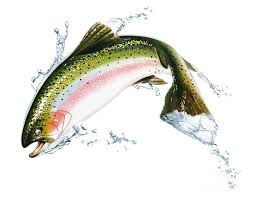 Fish Jumping Out Of Water Salmon Drawing Fish Jumps Watercolor Fish