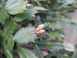 Either way it is a super resin bowl. How To Get A Holiday Cactus To Bloom Diy