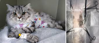 sterilizaciya koshki 7 mifov i poleznye sovety ot vrachej