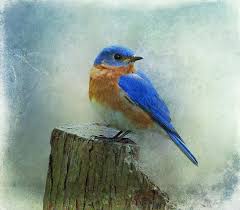 We did not find results for: Eastern Bluebird Ii By Sandy Keeton Bird Art Bluebird Painting Blue Bird