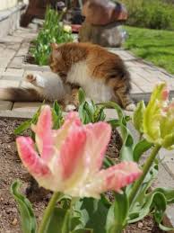 Needs regular watering in the growing months (spring and summer). Are Succulents Poisonous To Cats Are They Toxic For Cats