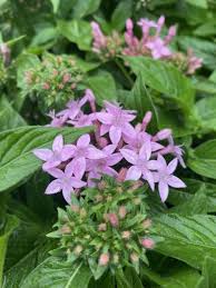 Image result for Pentas angustifolia