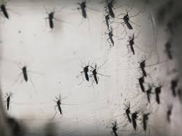 Why Flight Attendants Walk Airplane Aisles With Bug Spray Conde Nast Traveler