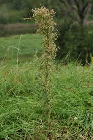 Image result for Conyza limosa