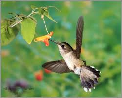 Image result for Impatiens zombensis