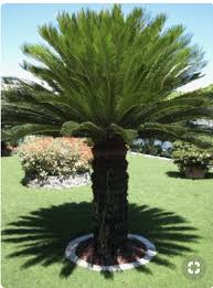 Pin By Christian Keil On Jardins Palm Trees Garden Palm Trees Landscaping Palm Garden