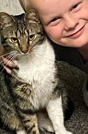 Has anyone seen missing cat Tyger in Eugene Springfield?