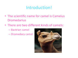 Definition of arabian camel with photos and pictures, translations, sample usage, and literary usage of arabian camel. Some Have One Hump Others Have Two Ppt Video Online Download