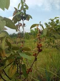 Image result for Flemingia