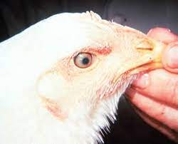 Poultry at risk from 'leaky' marek's vaccination. Marek Disease In Poultry Poultry Veterinary Manual