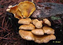 Image result for Paxillus panuoides