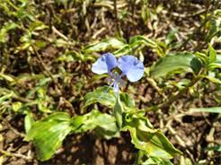 Image result for Commelina petersii