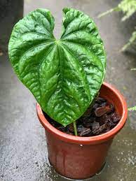 Schott, 1829), is a genus of about 1000 species of flowering plants, the largest genus of the arum family, araceae. Anthurium Tamarindo Anthurium Planter Pots Planters