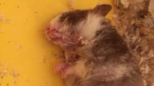 Petition Urge Wilko S To Stop Killing Hamsters Change Org