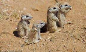 Where can you find rock squirrels in arizona? 10 Desert Squirrels Ideas Ground Squirrel Squirrel Animals Wild