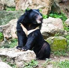 Asiatic Black Bear Range Map Asiatic Black Bear 5 Asiatic Black Bear Black Bear Moon Bear