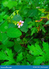 Image result for Oxalis barrelieri