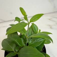 Image result for Manettia