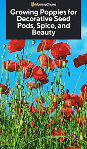 Poppy grows well from seeds. Growing Poppies For Decorative Seed Pods Spice And Beauty
