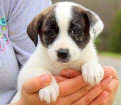 Adopt Harmony On Petfinder Puppy Adoption Animal Rescue Australian Shepherd Puppy