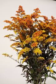 Image result for Solidago